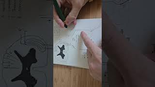 #basicanatomy #occipitalneuralgia #art #senseorgansfunctions #skeletonart #skeletondrawing