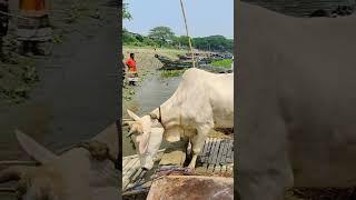 Superb #গরু #shortvideostatus #shortvideo #tiktok #trending #share #cow #kurban #cows #zaziravlogbd