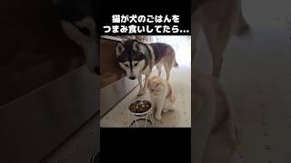 猫が犬のごはんをつまみ食いしてたら...