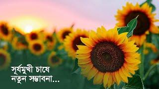 সূর্যমুখী চাষে নতুন সম্ভাবনা | Sunflower | Production | CTG | Field | EdibleOil | Import | Economy