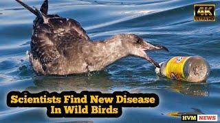 'Plasticosis': A new disease found in seabirds | HVM NEWS |