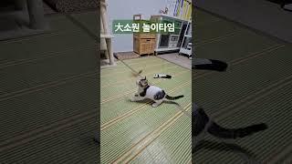 고양이와 놀기 #에너자이저 #캣점프 #고양이놀이 #소원이 #cat  #대소원