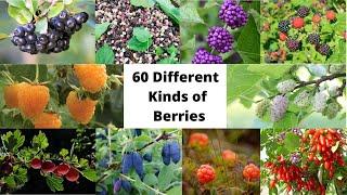 60 Different Kinds of Berries