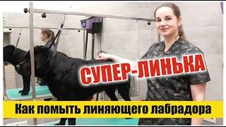 СУПЕР-ЛИНЬКА ЛАБРАДОРА / Groomtime for #labrador