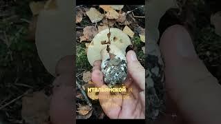 ИНТЕРЕСНЫЕ ФАКТЫ О БЕЛЫХ ГРИБАХ. #грибы #белыегрибы #mushroom