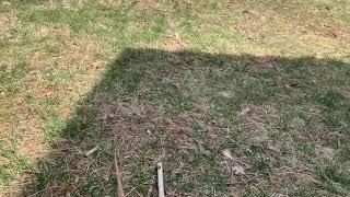 找找看，小蛇藏在哪里 Tiny snake to spot - eye challenge