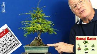 Chinese Elm Bonsai Care Guide (Easy Tips for Beginners)