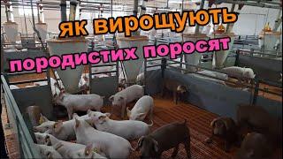 ЯК ВИРОЩУЮТЬ НАЙКРАЩИХ СВИНЕЙ "УГРИНІВ ЕКО ФЕРМ"