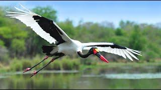 SADDLE-BILLED STORKS NESTING (English, 4K) in Kruger National Park.