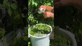 ОДНО УДОБРЕНИЕ НА ВСЕ СЛУЧАИ ЖИЗНИ!