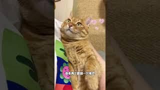【猫咪叫不苦】每天教大家认识一只猫！！