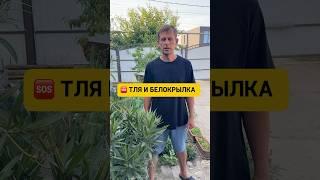 Рабочее средство от тли и белокрылки - wb: 390851411