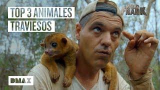 Top 3 animales traviesos que Frank encuentra en México | Wild Frank