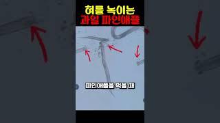 혀를 녹이는 과일 파인애플