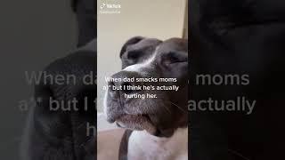 my dogs cry #Shorts #Dog #Funny #Funnyanimals #dogtvideos