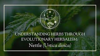 Understanding herbs through Evolutionary Herbalism: Nettle (Urtica dioica)