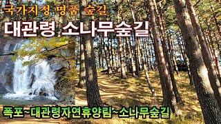 대관령 소나무숲길 -계곡, 100년이 넘은 소나무숲, 산길...