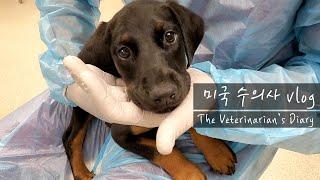 Veterinarian's Vlog - A Doberman puppy with Transfusion - Why I don't want Bulldogs - Stray cats