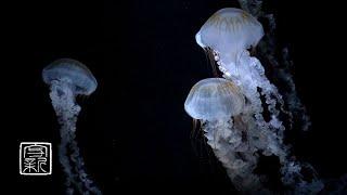 Help yourSleeping, Meditation Music 12HRS with Mysterious fairy Jellyfish. Recommend at bedroom.