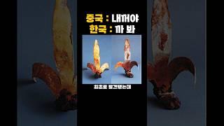 중국이 아직도 공개를 못하는 우리나라 역사 문화 유산 레전드
