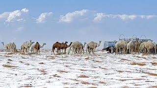 Record Snowfall In Denver - Great Blue Norther - Saudi Arabian Desert's First Ever Snowfall