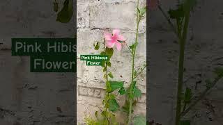 pink Hibiscus flower # kitchen garden #home garden#nature #garden ideas#short video