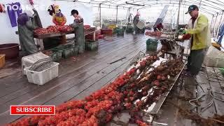 Sea Pineapple Harvesting and Processing   Strange SeaFood Harvest