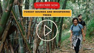 Experience Tranquility: Forest Sounds and Whispering Trees.Nature's Healing Trees