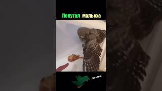 Братан это не то  #птичка #мясо #братан #прикол #птица #юмор #rec #top #comedy #shorts