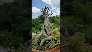 It all About Adenium #adenium #viralvideo #post #youtube #shorts #gardening