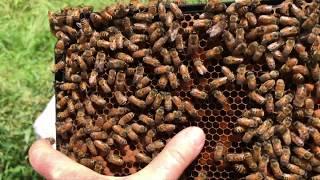 Hive Inspection June 4, 2020 Linda Tillman