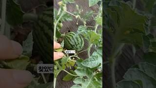 숨은수박찾기~#여우하품 #옥상텃밭 #수박 #여우하품안주인 #shorts