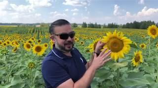 Сеяние и жатва в умножении учеников
