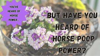 Planting Hanging Baskets + How Do We Rejuvenate Old Potting Soil?