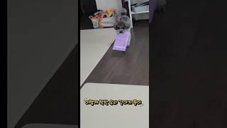 기침하면 마스크 챙겨주는 쫑이