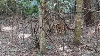 Leapord attack Dog Full Wilpattu National Park | Wilpattu Sri Lanka