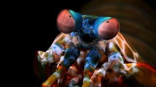 Mantis Shrimp Eyes: Incredible Vision Decoded for Imaging Technologies & Early Cancer Detection