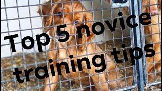 five top tips for training, a working spaniel