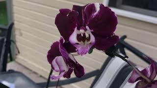 Getting to know my orchid collection - The NOID Phalaenopsis