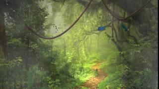 Rainforest animation