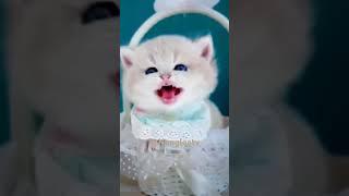 Cute Cat #cute #shorts #Nengleatv ️