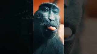HD Обезьяна #юмор #обезьяна # shorts