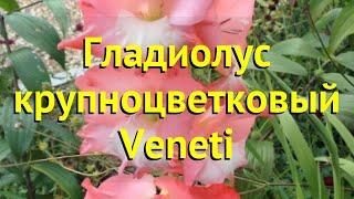 Гладиолус крупноцветковый Венети. Краткий обзор, описание характеристик, где купить gladiolus Veneti