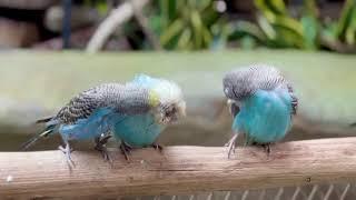 Feather care: budgies in action | BCC9