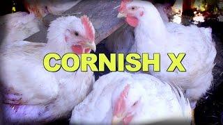 Cornish Cross Review: Raising Meat Chickens Organically vs. Freedom Rangers vs. Red Rangers