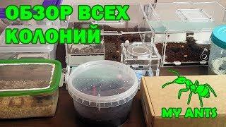 Обзор всех колоний муравьев и кормовых культур