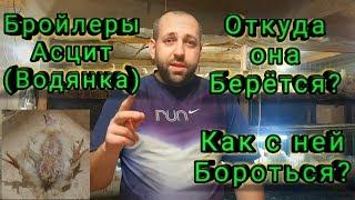 Асцит (Водянка) у Бройлеров! Откуда она Берется? Как с ней Бороться?