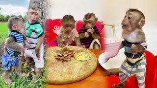 Adorable monkeys find comfort in a loving human home!...014 | #shorts #moneky #cute #eating