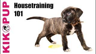 Housetraining 101