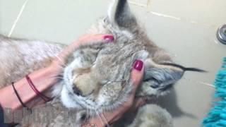 Siberian LYNX PURRS